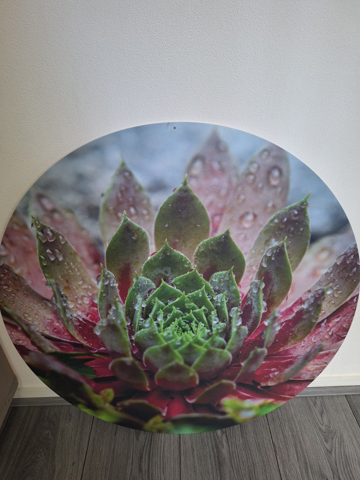Rond Forex Schilderij Succulent Plant - 80 cm Doorsnee, Ophalen, Zo goed als nieuw, Schilderij, 75 tot 100 cm