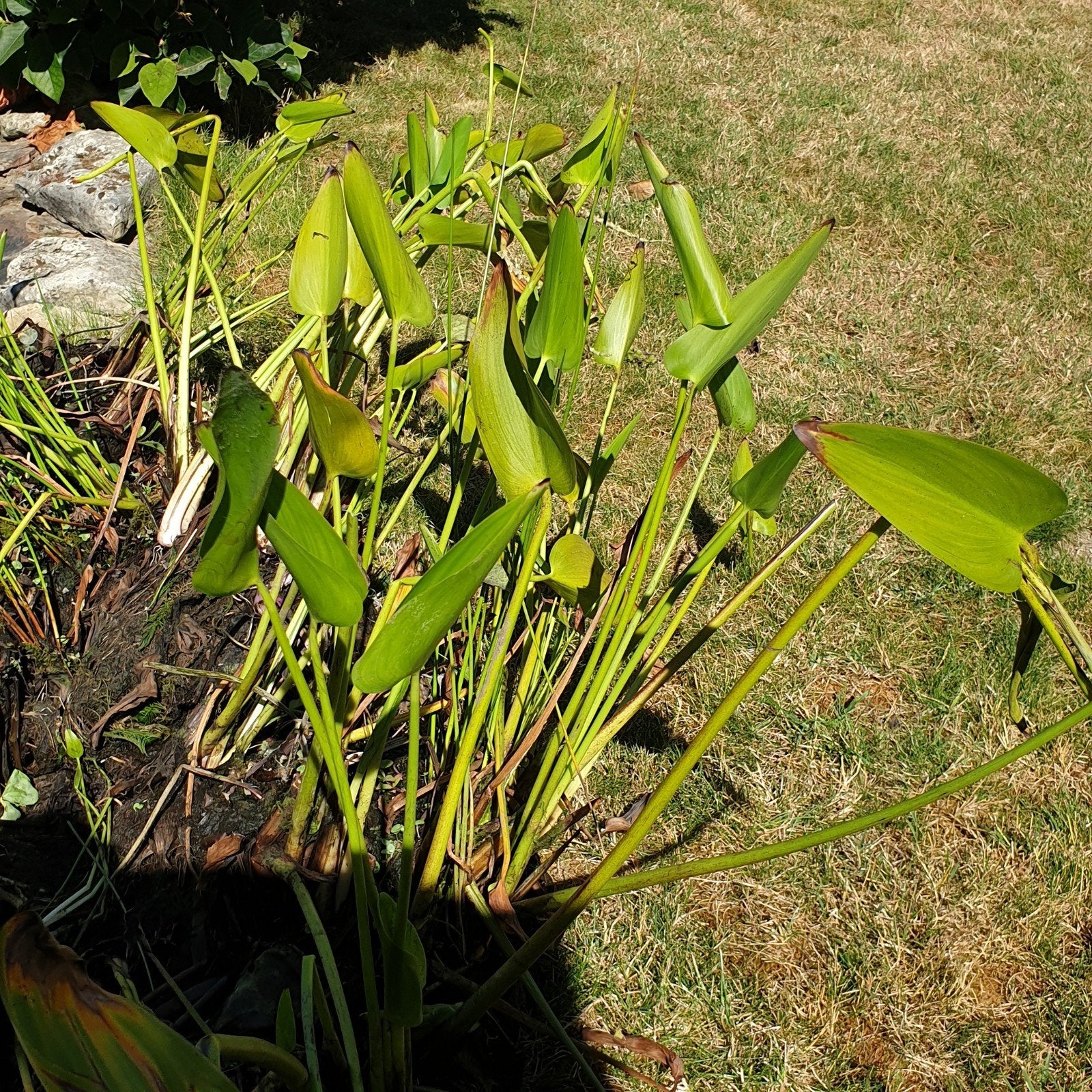 vijver plant gratis meenemen, Tuin en Terras, Vijvers, Ophalen