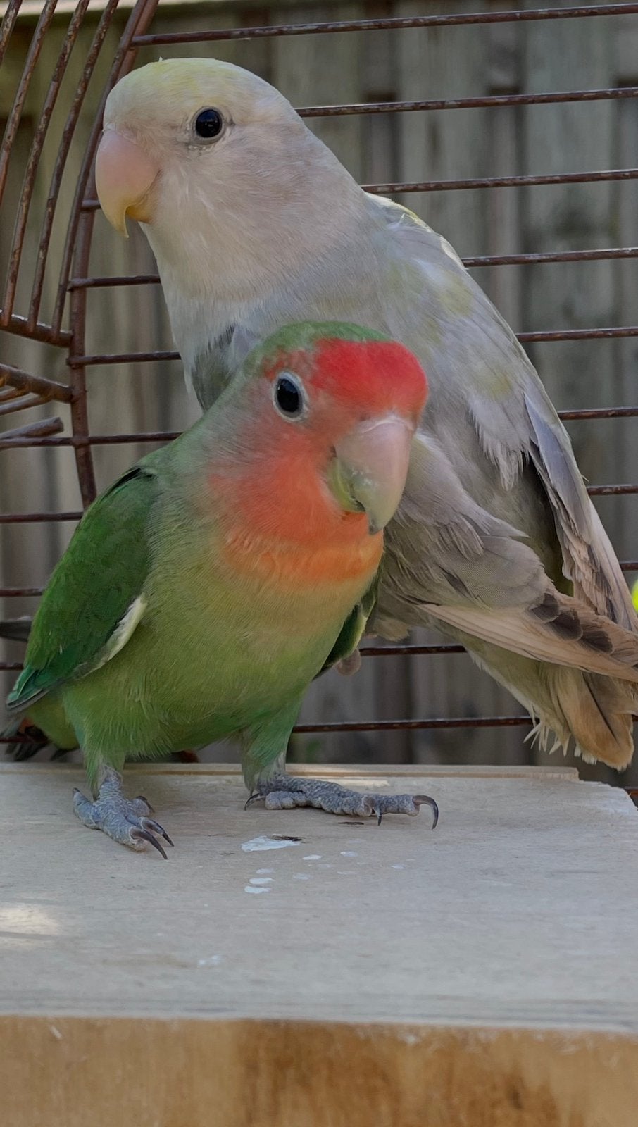Mooi een koppel broedrijp agapornis met grote kooi te koop, Dieren en Toebehoren, Meerdere dieren, Dwergpapegaai of Agapornis