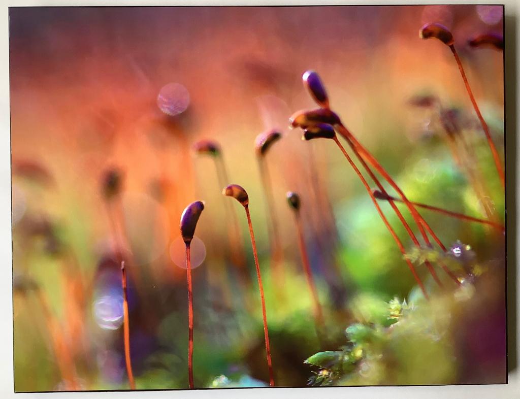 Persistent autum. Kunstfoto, Antiek en Kunst, Kunst | Tekeningen en Foto's, Ophalen of Verzenden