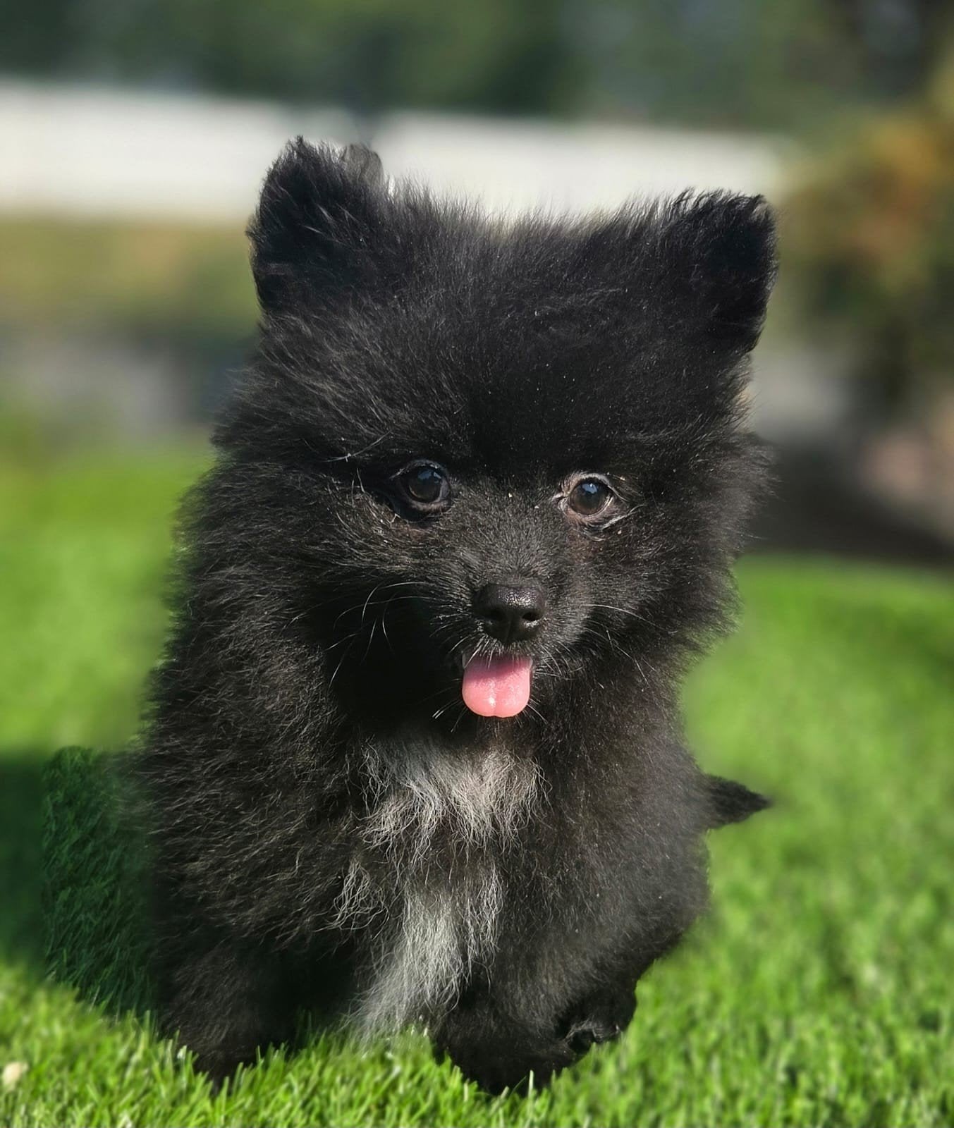 Te koop mooie dwergkees pups, Dieren en Toebehoren, Parvo, Nederland, Keeshond, 8 tot 15 weken