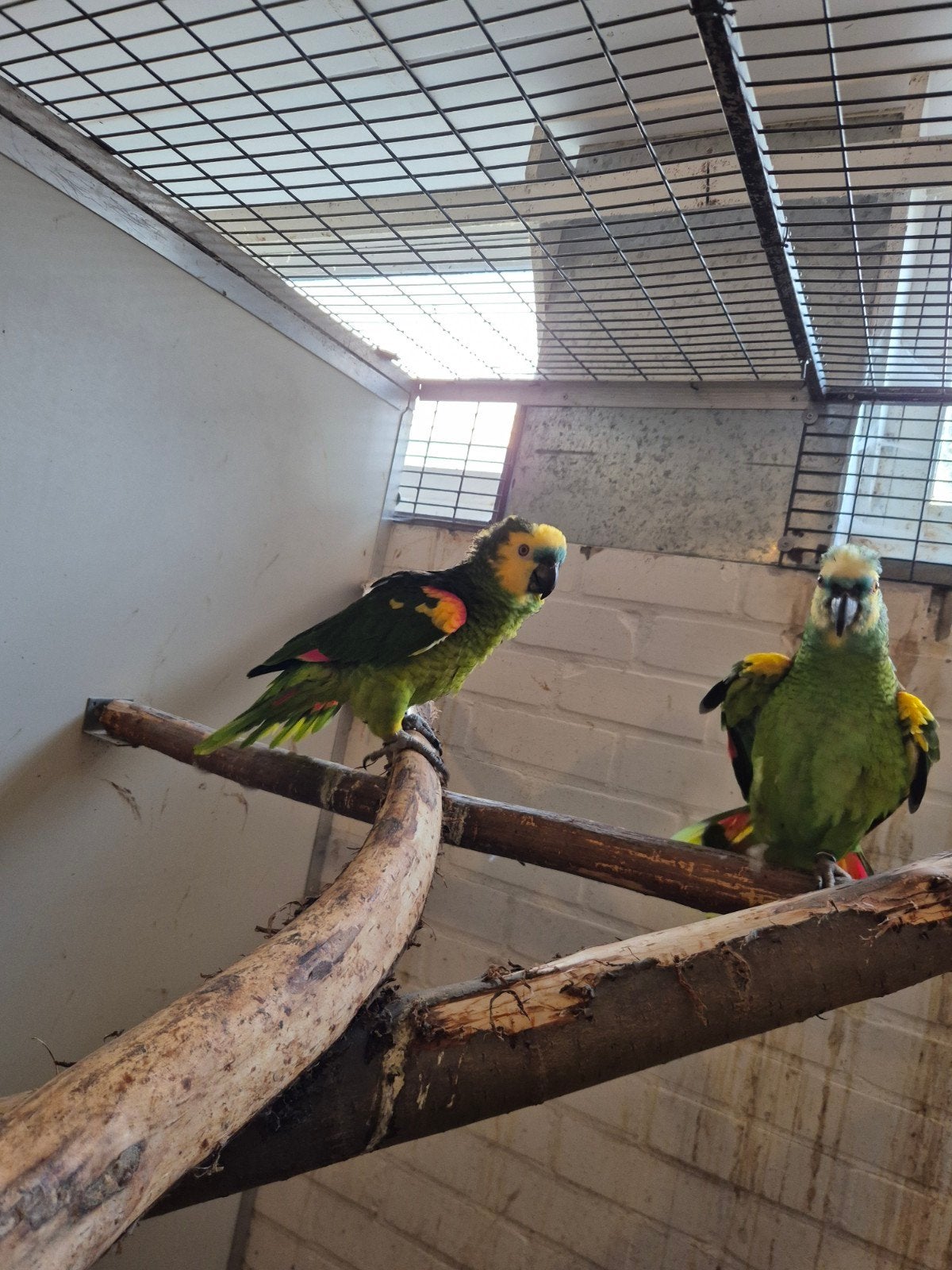 Broedkoppel blauwvoorhoofd amazones, Meerdere dieren, Papegaai, Geringd