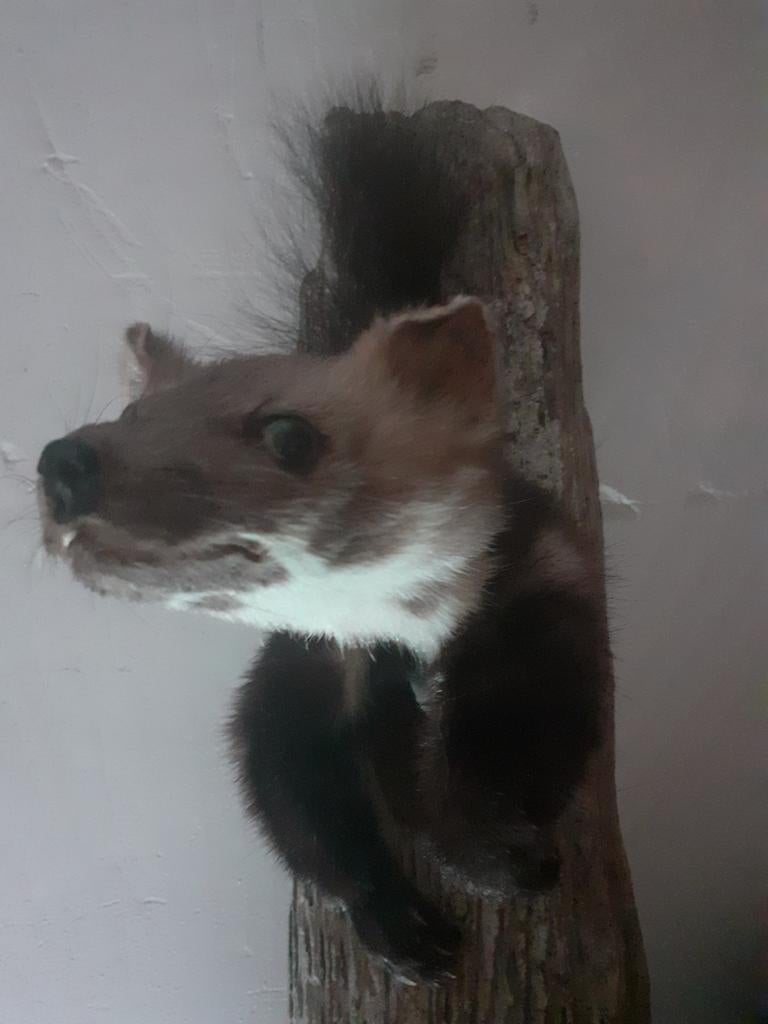 Opgezette steenmarter uit hol– taxidermie,uniek +verklaring, Verzamelen, Dierenverzamelingen, Ophalen of Verzenden, Nieuw, Wild dier