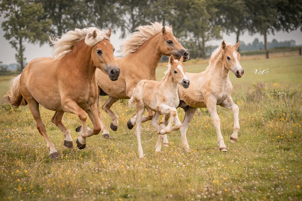 Haflinger Merrie en Hengst Te Koop, Dieren en Toebehoren, Met stamboom, 0 tot 2 jaar, Onbeleerd, Meerdere dieren