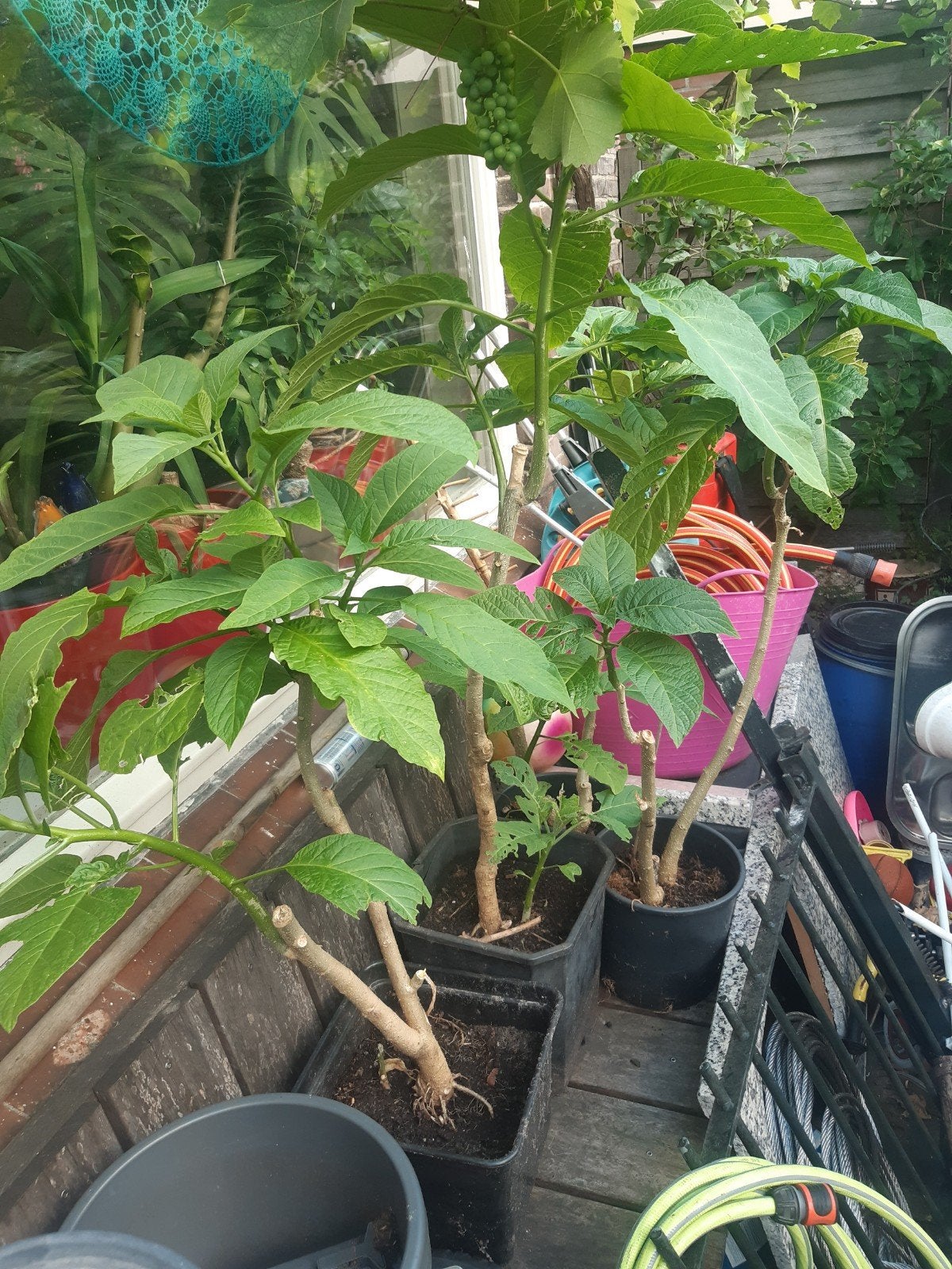 Roze brugmansia engelen trompet, Overige soorten, Minder dan 100 cm, Zomer, Ophalen
