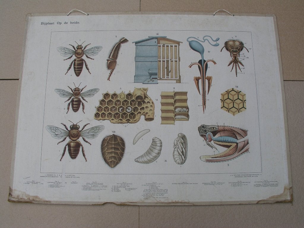 Schoolplaat / Bijplaat Op de heide en In het bosch, Ophalen, Natuur en Biologie