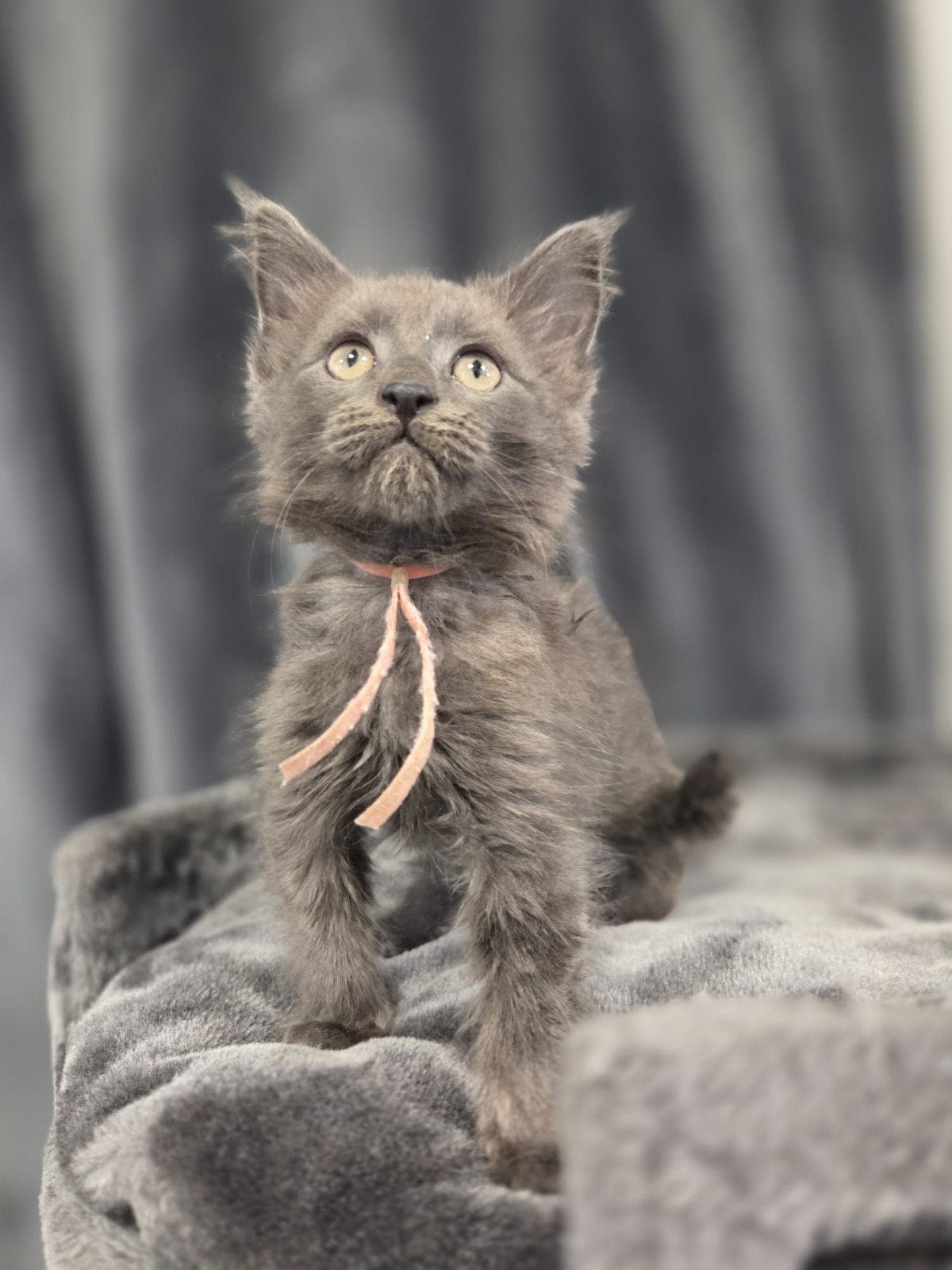 Maine coon kittens 100% raszuiver, Meerdere dieren, Gechipt, 0 tot 2 jaar