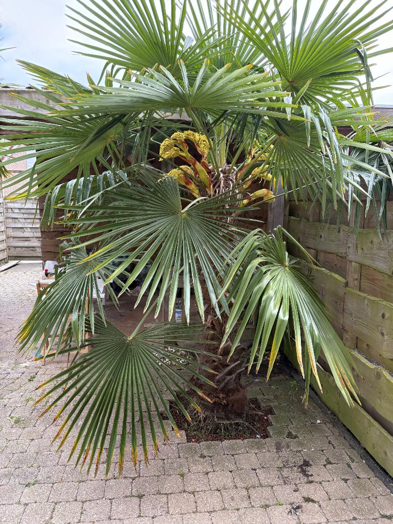 Palmboom, Tuin en Terras, Volle zon, Ophalen of Verzenden, 100 tot 250 cm, Zomer