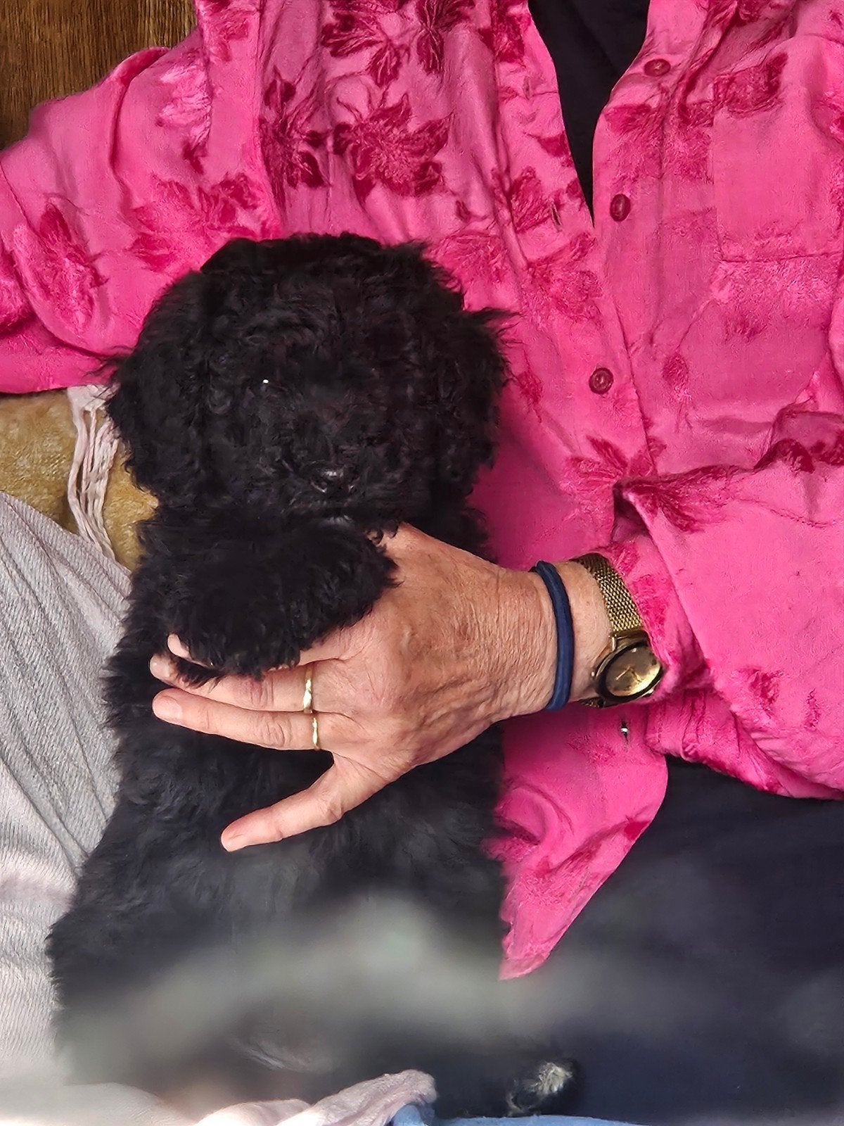 Bijzonder schattige labradoodle pup, Reu, CDV (hondenziekte), 8 tot 15 weken, Eén hond