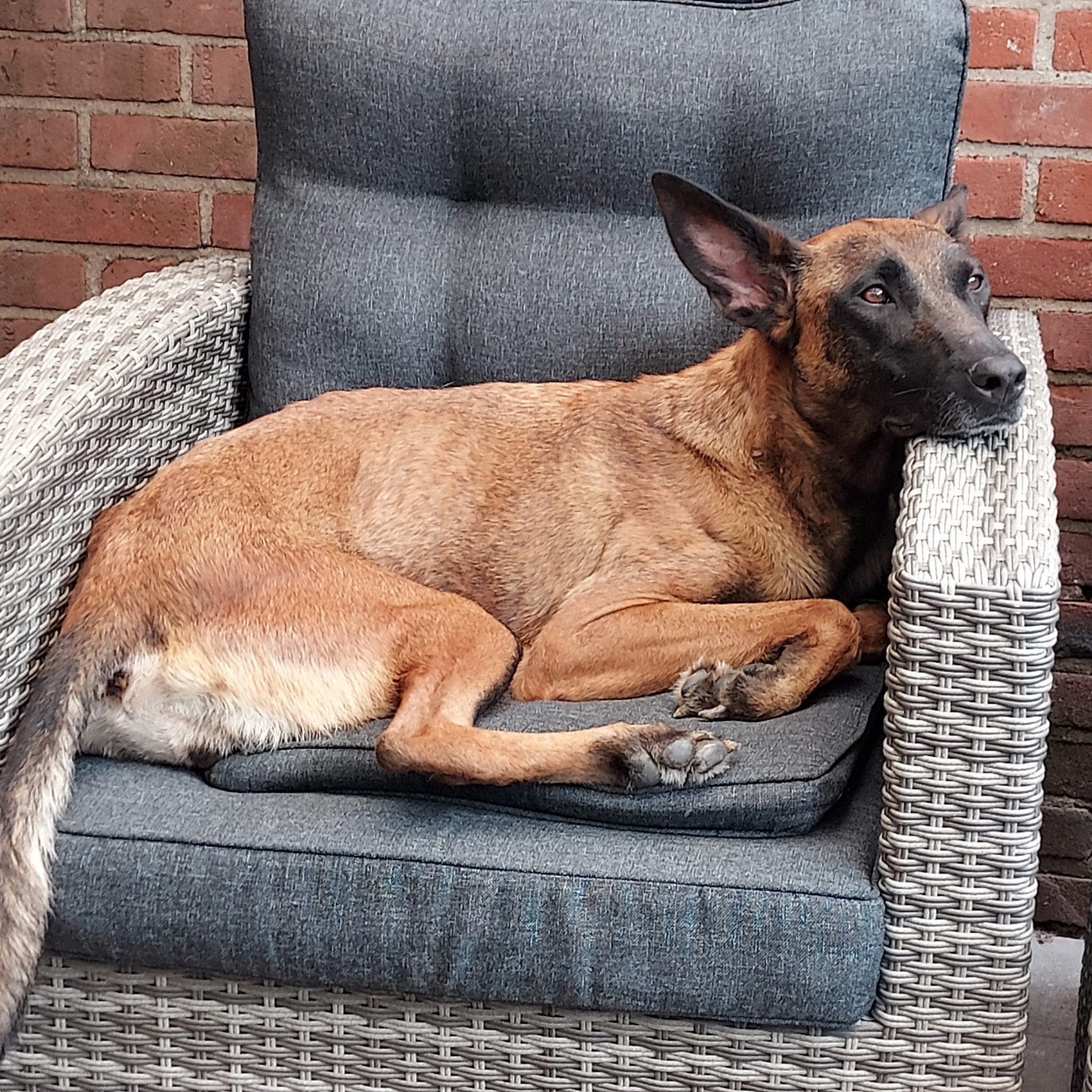 Mechelse herder, Dieren en Toebehoren, Honden | Herdershonden en Veedrijvers, Teef, Herder, Particulier, Eén hond, Nederland, 3 tot 5 jaar
