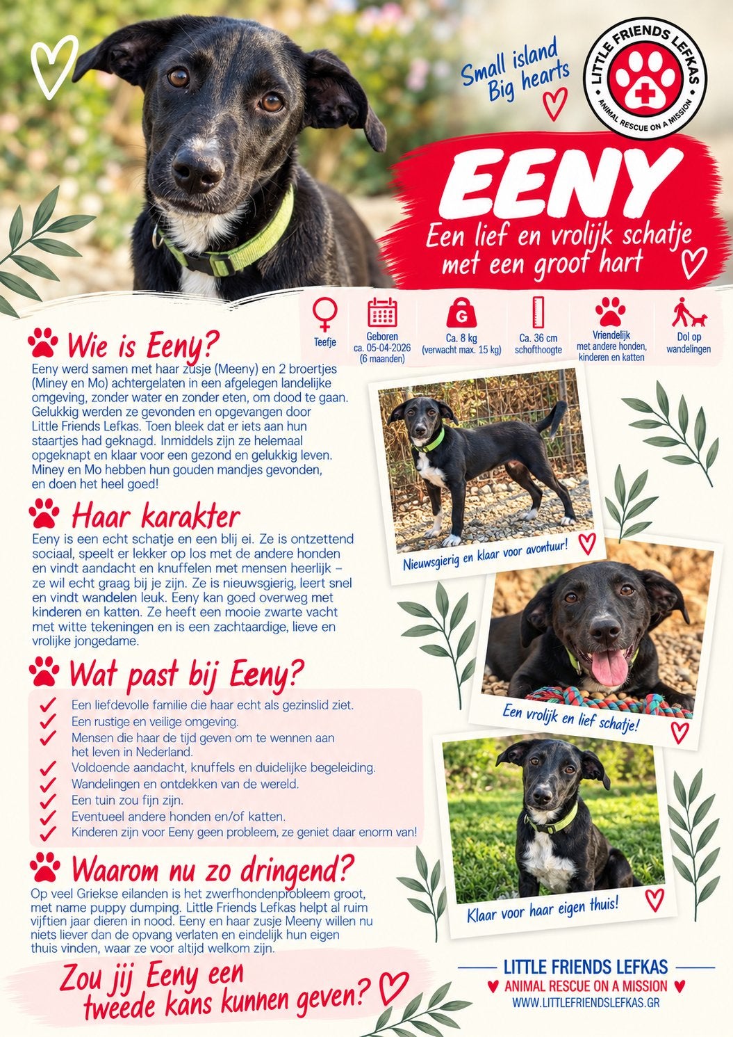 FOSTERGEZIN GEZOCHT VOOR EENY, Starter, Overige vormen, Overige uren, Overige niveaus