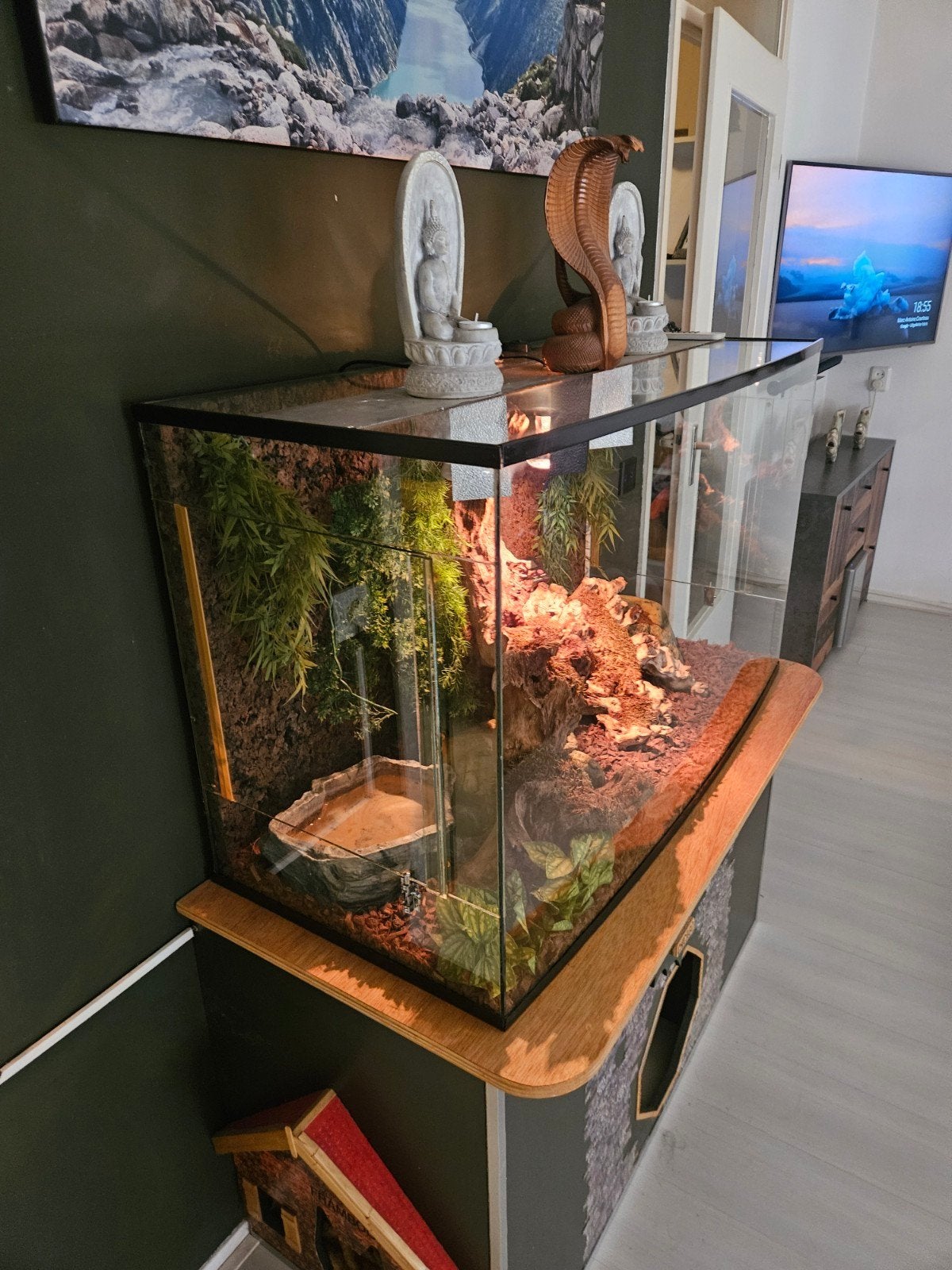 terrarium met koppel 3 jarige piebald koningspythons Ball Python photo 2