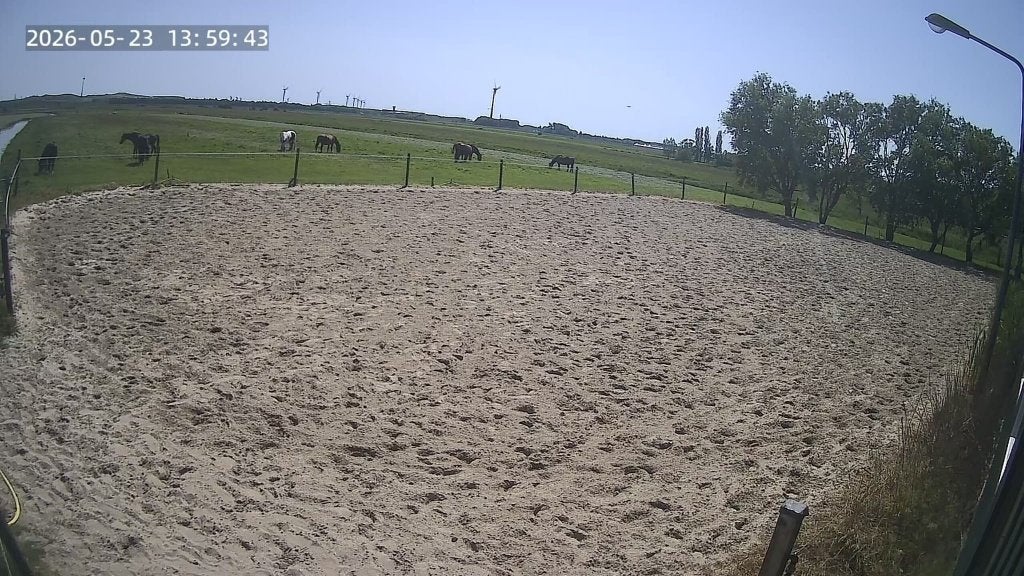 paarden box te huur in Assendelft zuid, Dieren en Toebehoren, Stalling en Weidegang, Weidegang, 1 paard of pony