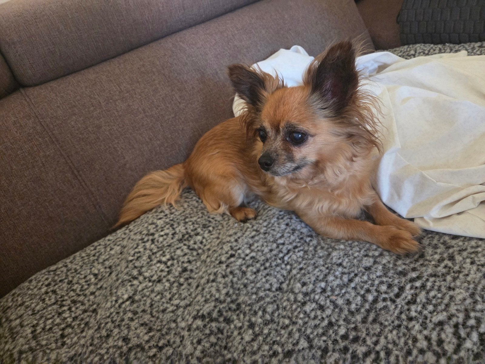 Baasje gezocht!, Dieren en Toebehoren, Honden | Chihuahua's en Gezelschapshonden, 6 jaar of ouder, Teef, Eén hond, Chihuahua