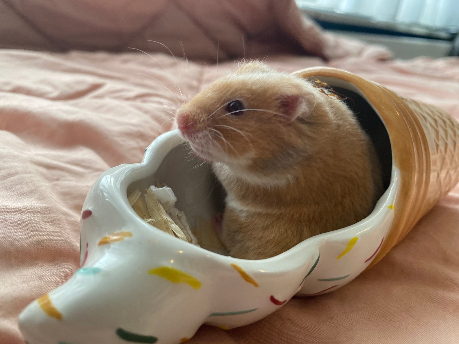 Goudhamster, Hamster, April, Mannelijk, Tam