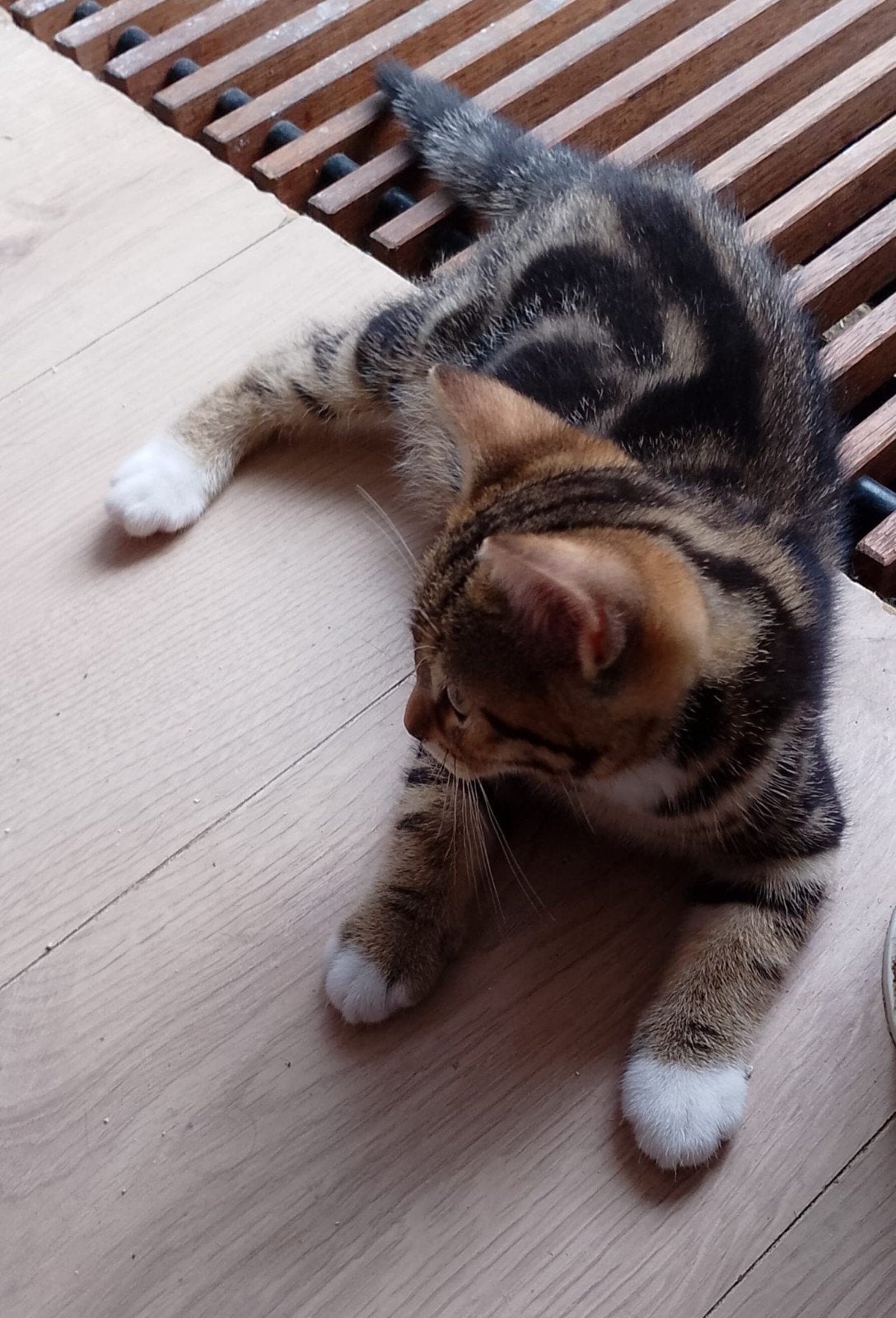 Brits korthaar golden tabby kitten 2 mannetjes nog 10 weken, Dieren en Toebehoren, Katten en Kittens | Raskatten | Korthaar, Meerdere dieren