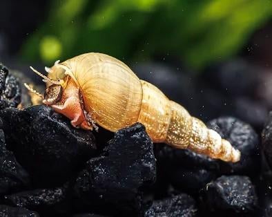 Melanoides tuberculata - Slanke knobbelhoren slak - Koidream, Dieren en Toebehoren, Slak of Weekdier, Zoetwatervis