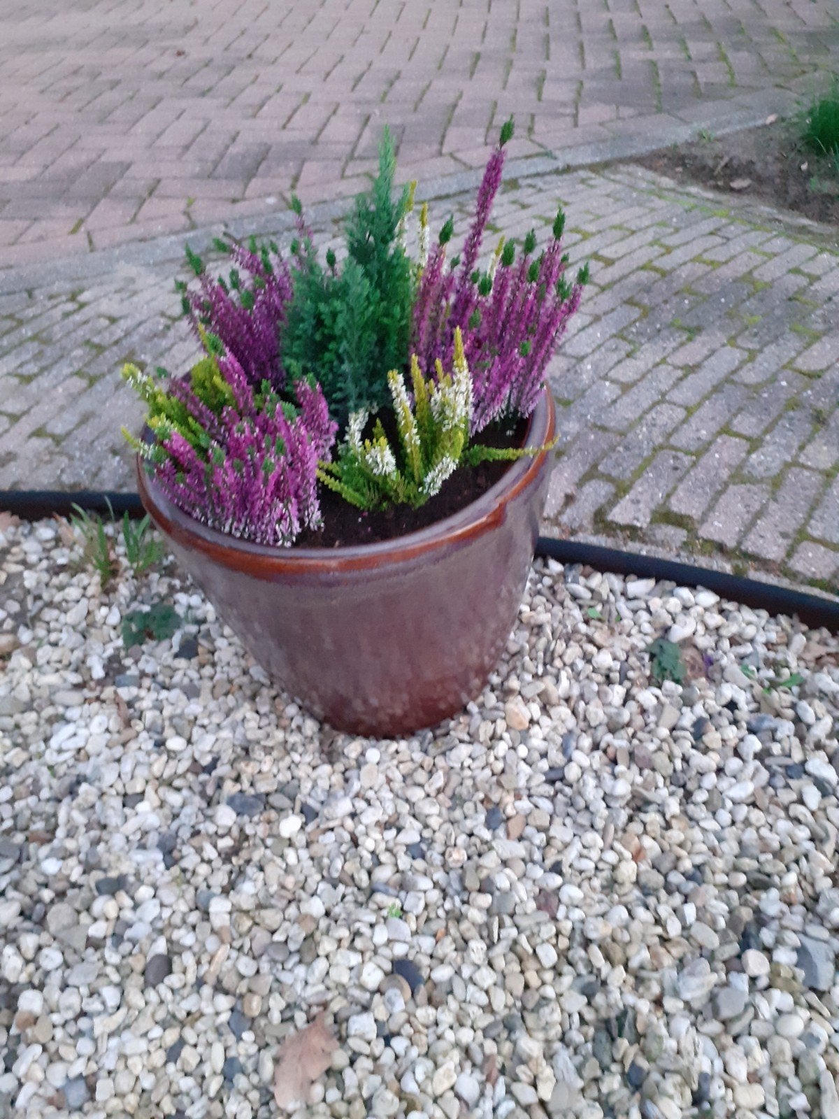 bloem bak met heide., Tuin en Terras, Ophalen, Overige soorten, Volle zon