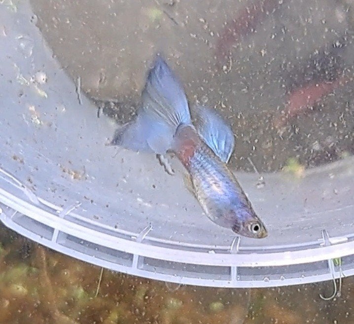 Schitterende blue singa guppen te koop, verzenden mogelijk, Dieren en Toebehoren, Vis, Zoetwatervis, Schoolvis