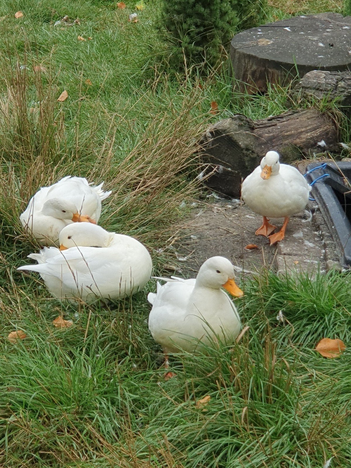 kwakertjes woerden, Dieren en Toebehoren, Pluimvee, Meerdere dieren, Eend