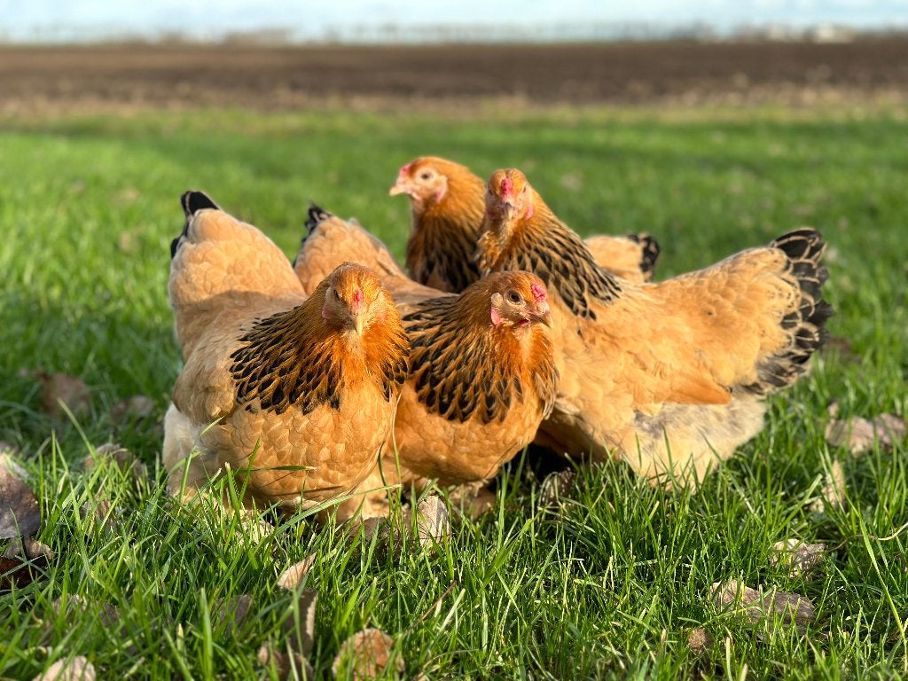 Jonge tamme Brahma kriel kippen gesekst en ingeënt, Dieren en Toebehoren, Pluimvee, Meerdere dieren, Kip