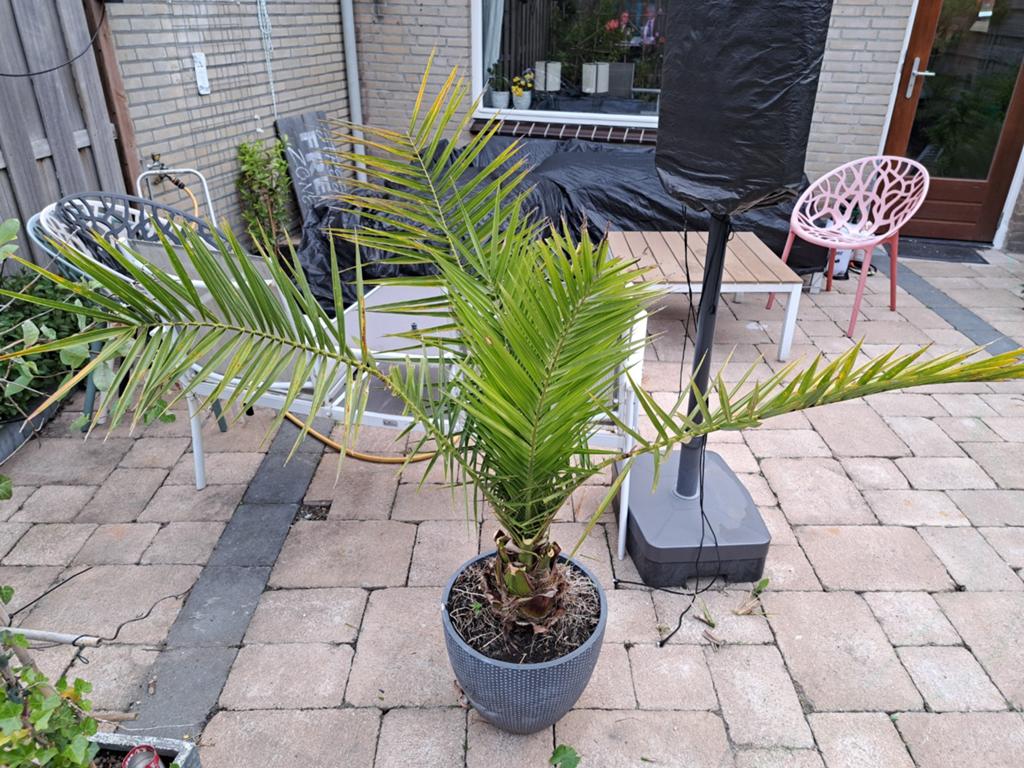 Mooie palmboom in pot voor terras of tuin, Volle zon, Vaste plant, Bloeit niet, Ophalen