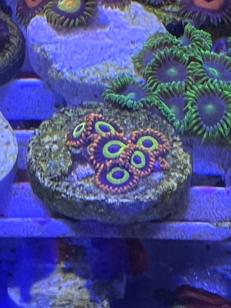 Zoa zoanthus stekken snoepkleurtjes, Overige typen, Zoutwatervis