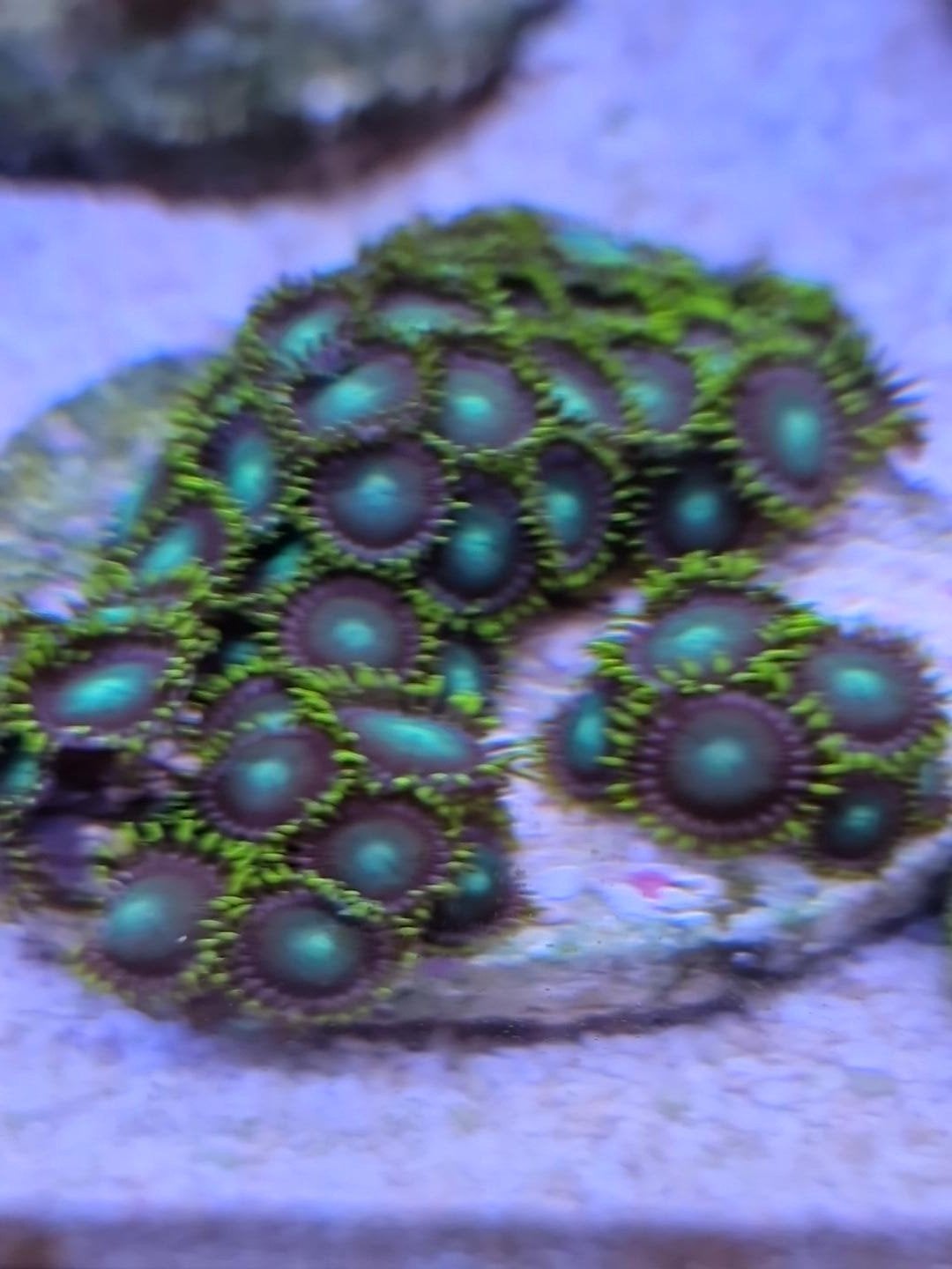 RadioActive Zoanthus, Dieren en Toebehoren, Vis