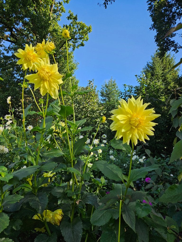 Dahlia la luna knollen te koop, Tuin en Terras, Ophalen of Verzenden, Voorjaar, Volle zon, Knol
