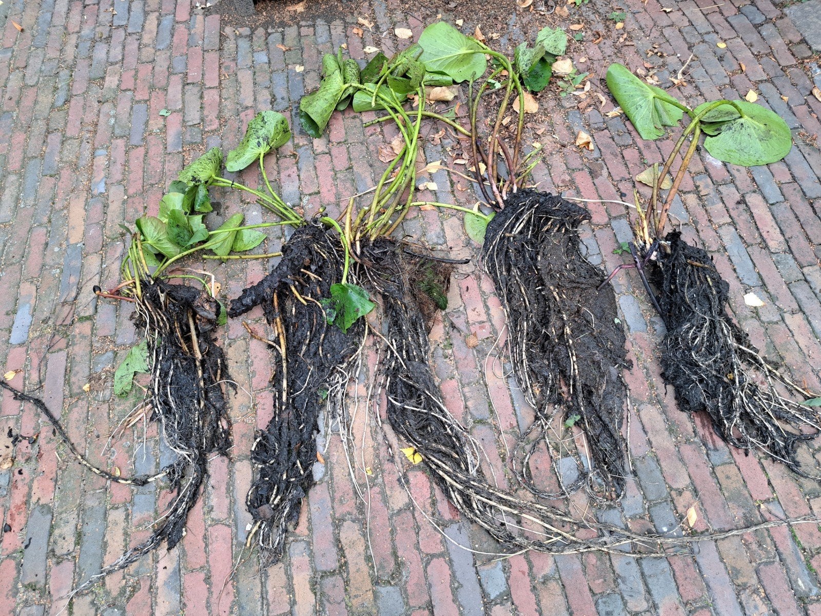 Waterlelie - Moerasplant voor vijver, Volle zon, Vaste plant, Ophalen of Verzenden, Zomer