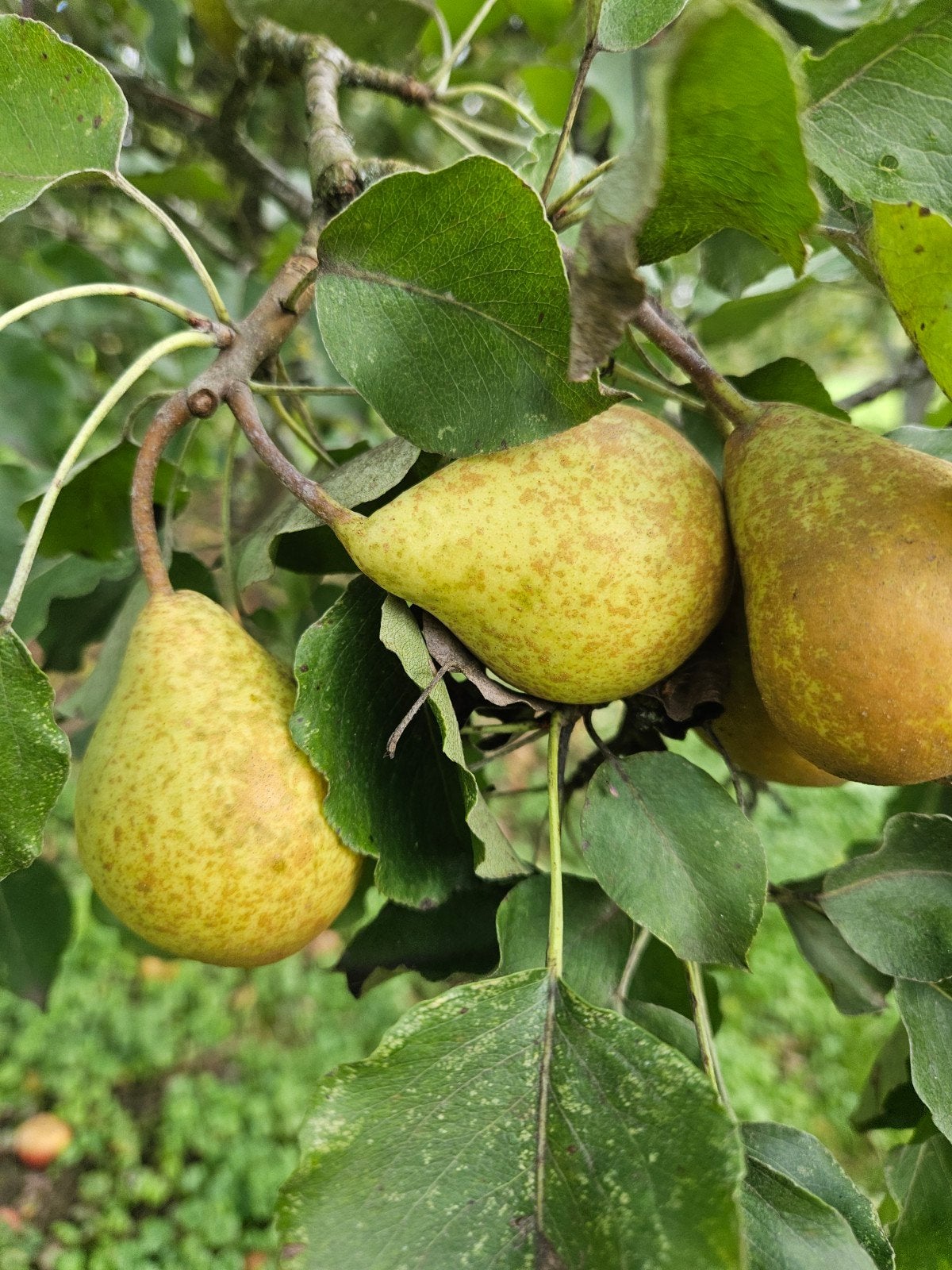 Biologische Gieser Wildeman Stoofperen 7.5kg, Ophalen of Verzenden
