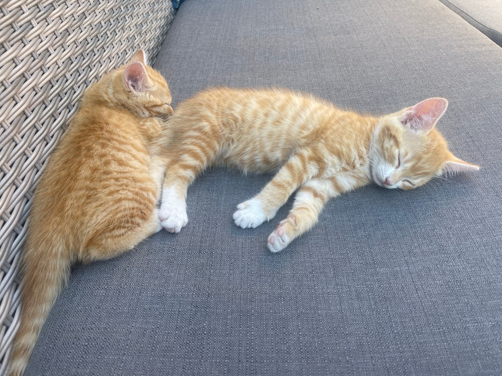 3 kittens 8 weken oud, Meerdere dieren