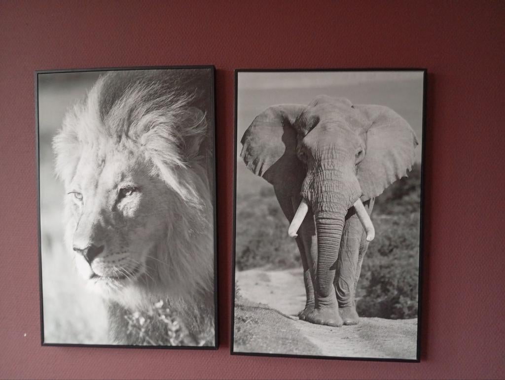 Set van 2 zwart-wit prints: Leeuw en Olifant, Ophalen of Verzenden, 75 cm of meer, 50 tot 75 cm, Print