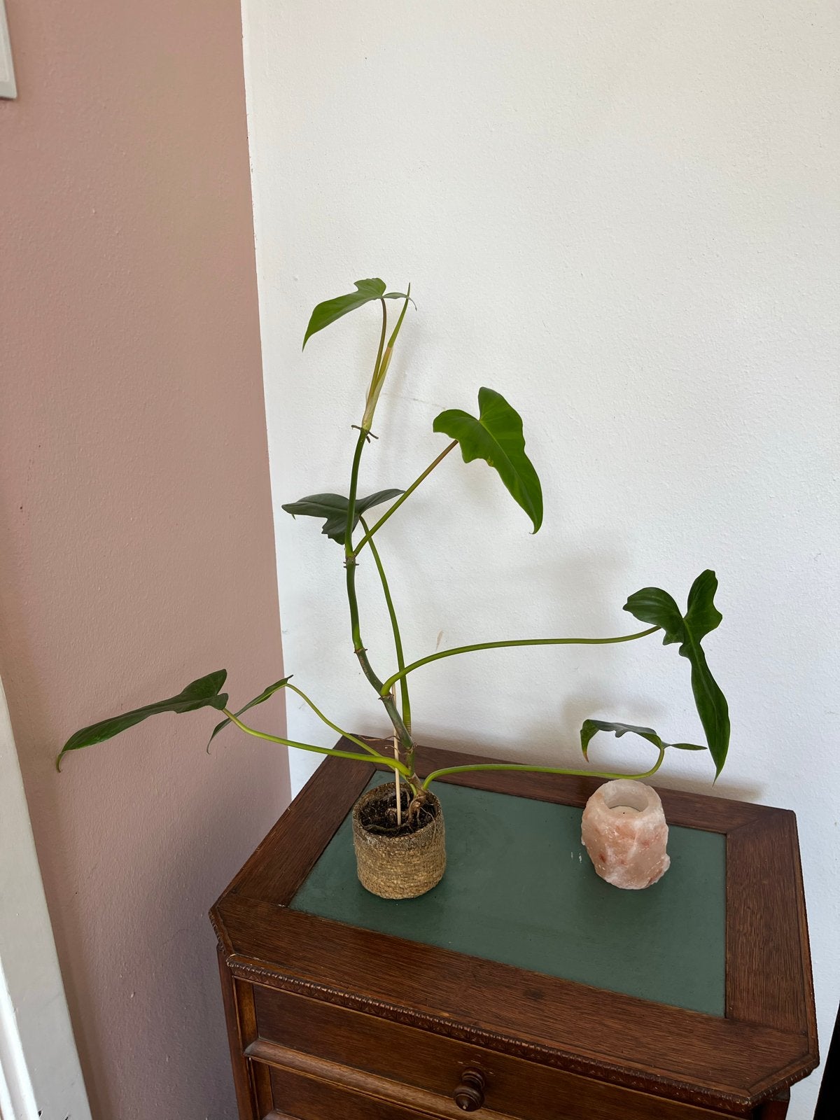 Philodendron Bipennifolium inclusief pot, Huis en Inrichting, Kamerplanten, Overige soorten, In pot, Minder dan 100 cm, Groene kamerplant