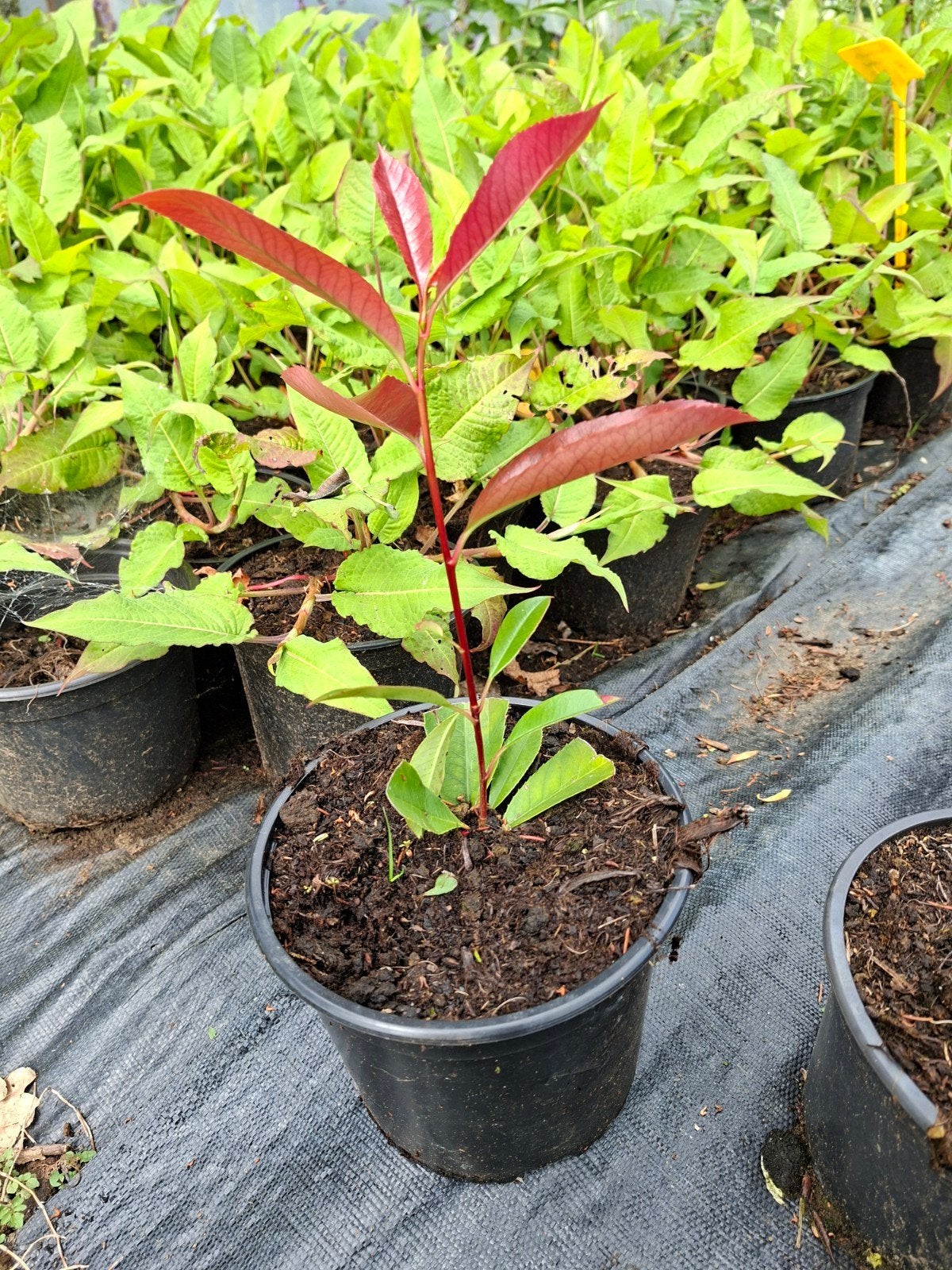 Photina red robin (glansmispel), Tuin en Terras, Planten | Struiken en Hagen, Ophalen of Verzenden, Overige soorten, Struik, Minder dan 100 cm
