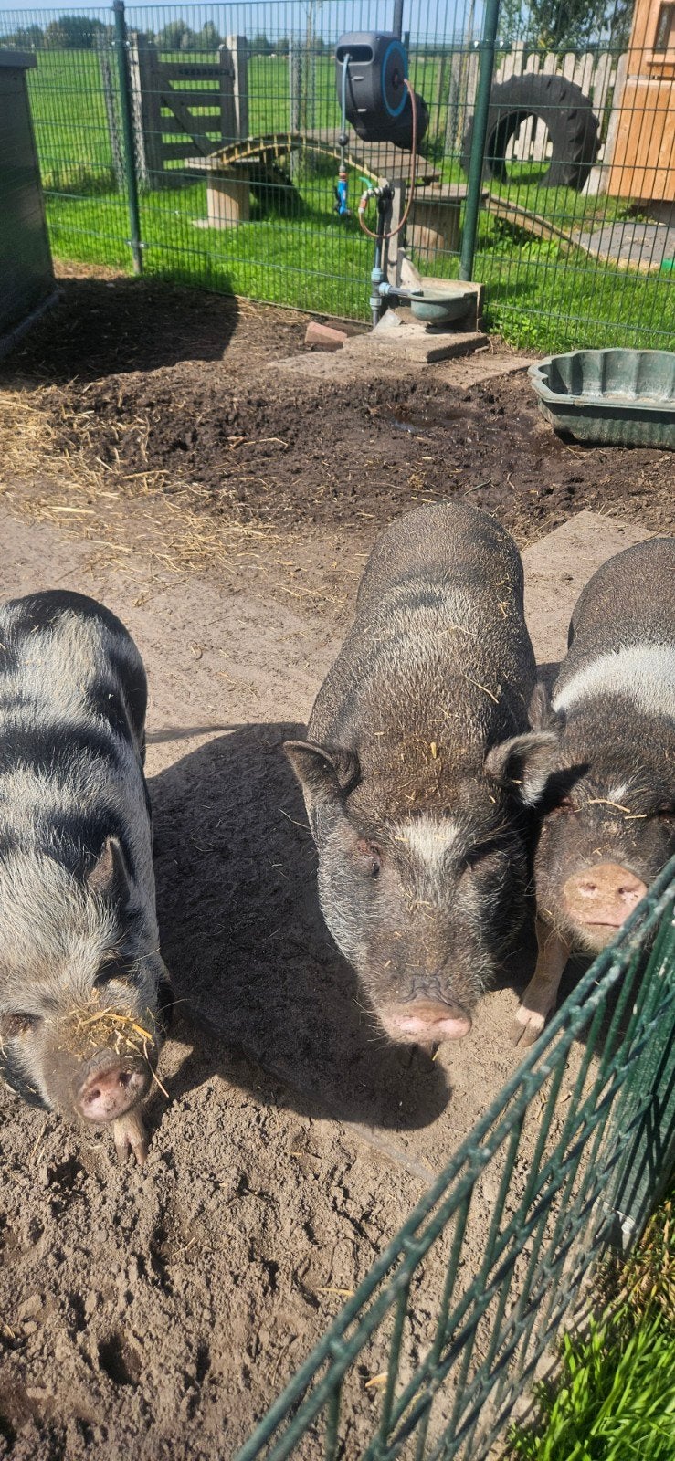 mini varkens, Dieren en Toebehoren, Meerdere dieren, Geit