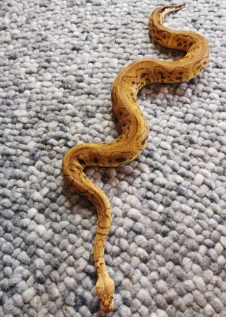 1.0 Pastel Clown Koningspython Ball Python photo 2