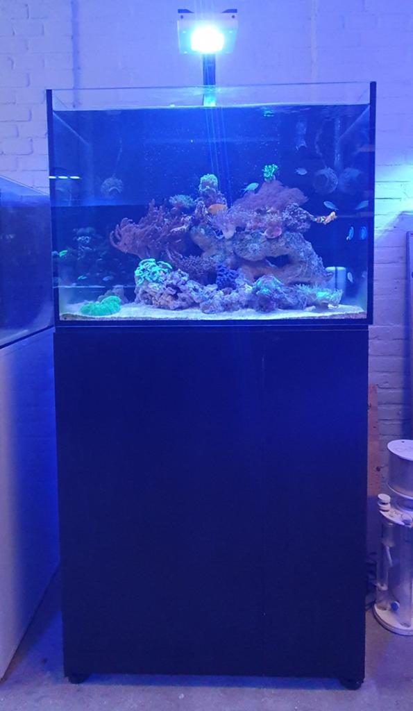 Aquarent/ zeeaquarium/ aqua Medic  Armatus 250, Gevuld zeewateraquarium, Ophalen of Verzenden, Zo goed als nieuw, Inclusief vissen