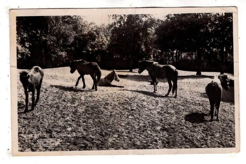 Rhenen Dierentuin Ouwehands  Paarden 1950, Ophalen of Verzenden, 1940 tot 1960, Gelopen, Utrecht