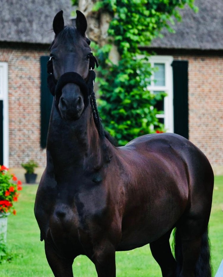 Friese ruin, blikvanger, Dieren en Toebehoren, Paarden, Ruin, L, 160 tot 165 cm, 7 tot 10 jaar, Dressuurpaard, Gechipt, Ontwormd