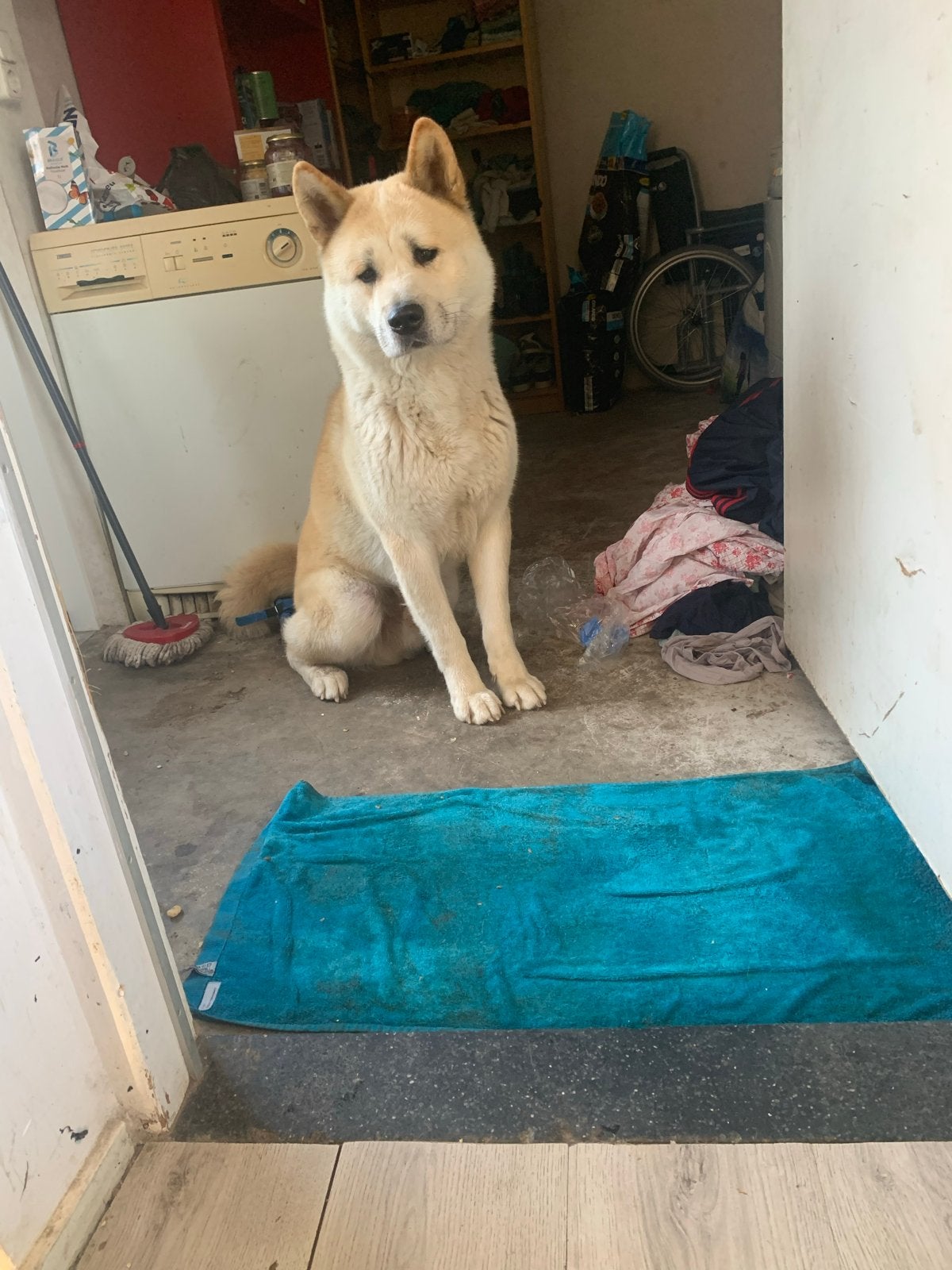 Akita reu 3jaar, Ophalen