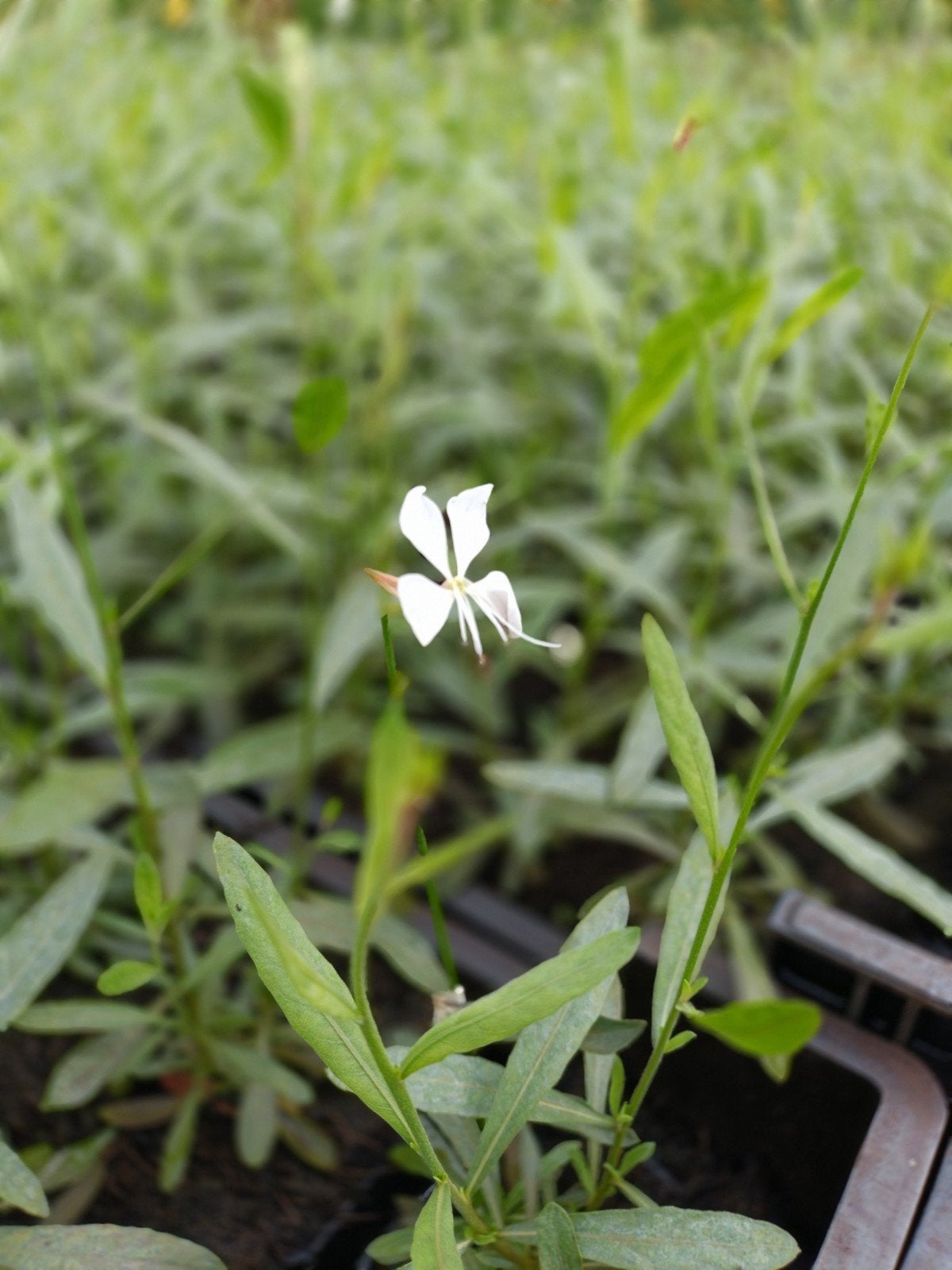 Gaura Lind.'Whirling Butterflies' P9 - 3500 op voorraad, Tuin en Terras, Overige soorten, Volle zon, Vaste plant, Ophalen of Verzenden