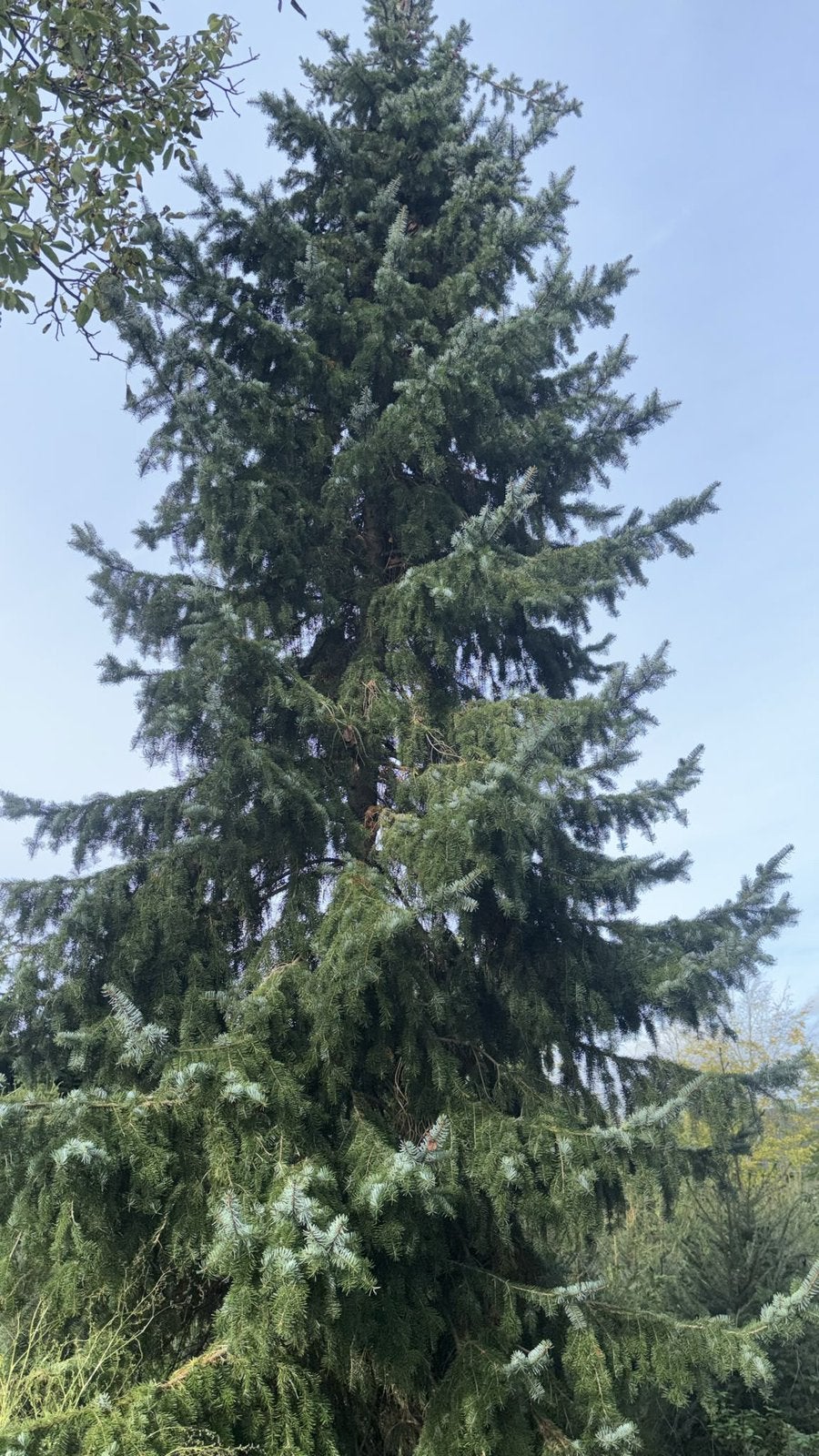 3 Grote kerstbomen, Tuin en Terras, Bloeit niet, Overige soorten, 400 cm of meer, Ophalen