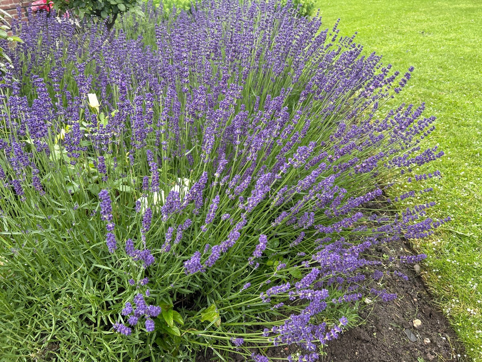 Lavendel boeket. Prachtige paarse bloemen. 2 bossen 1 euro., Ophalen, Nieuw