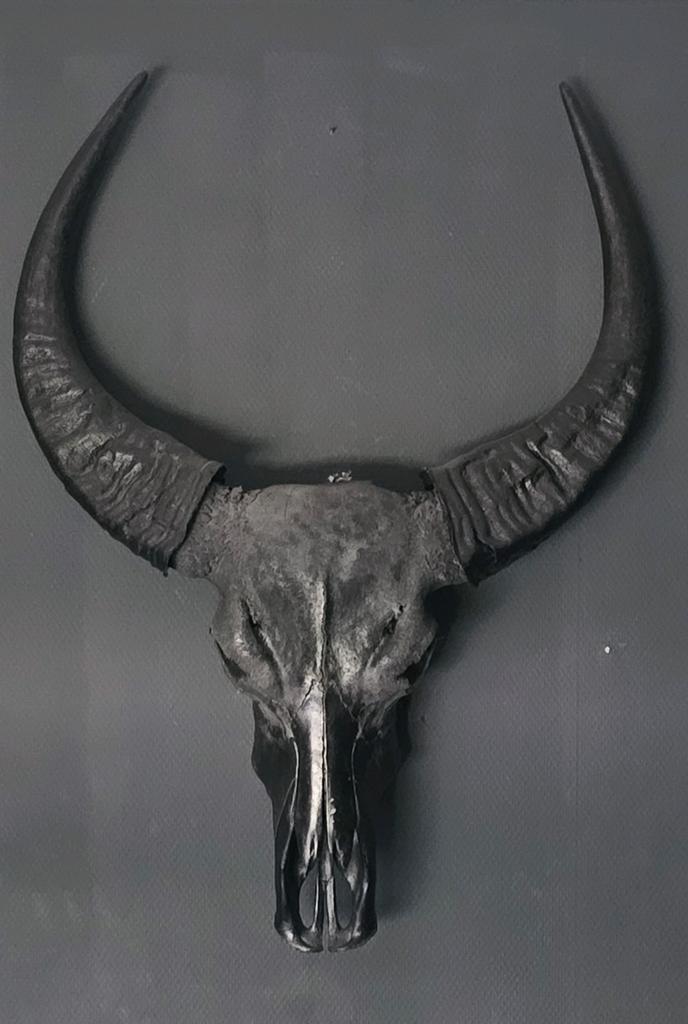 Indrukwekkende Buffel Schedel met Hoorns - 91cm Hoog, Ophalen of Verzenden, Gebruikt