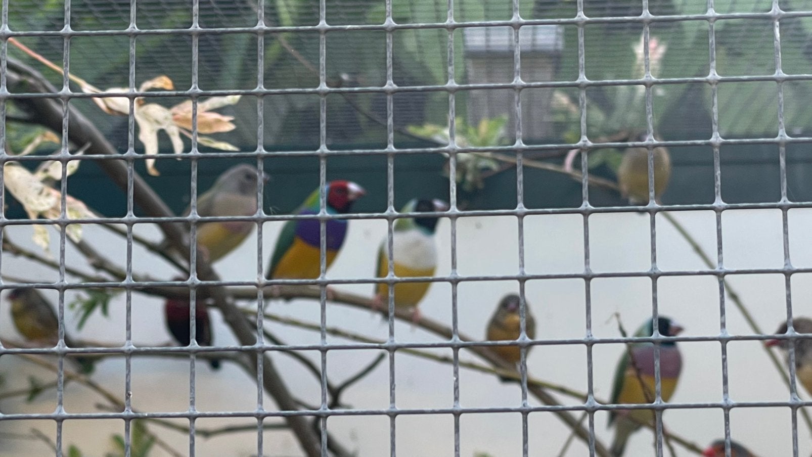 gouldamadines  goulds  koudkweek  2025 / 2026, Dieren en Toebehoren, Vogels | Overige Vogels, Meerdere dieren, Tropenvogel, Tam