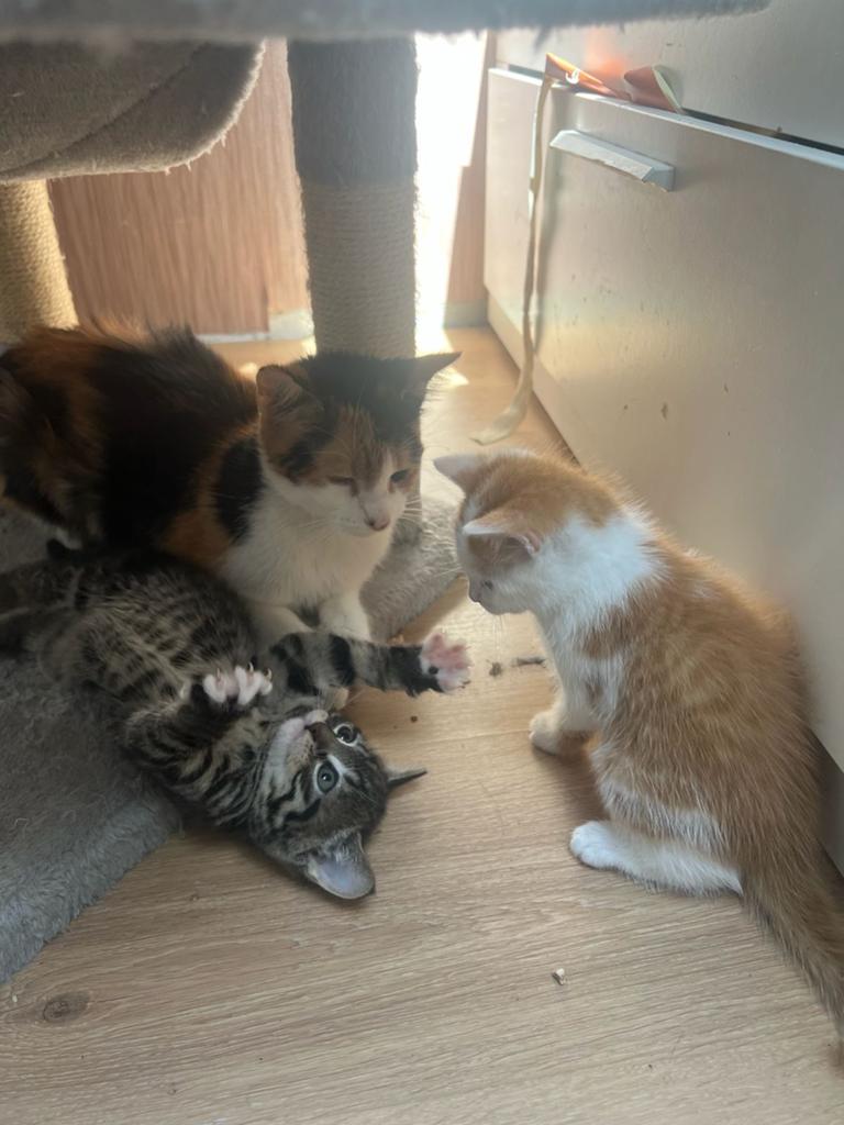 Gratis lieve kittens met moederpoes zoeken een goed thuis, Geslacht onbekend, 0 tot 2 jaar