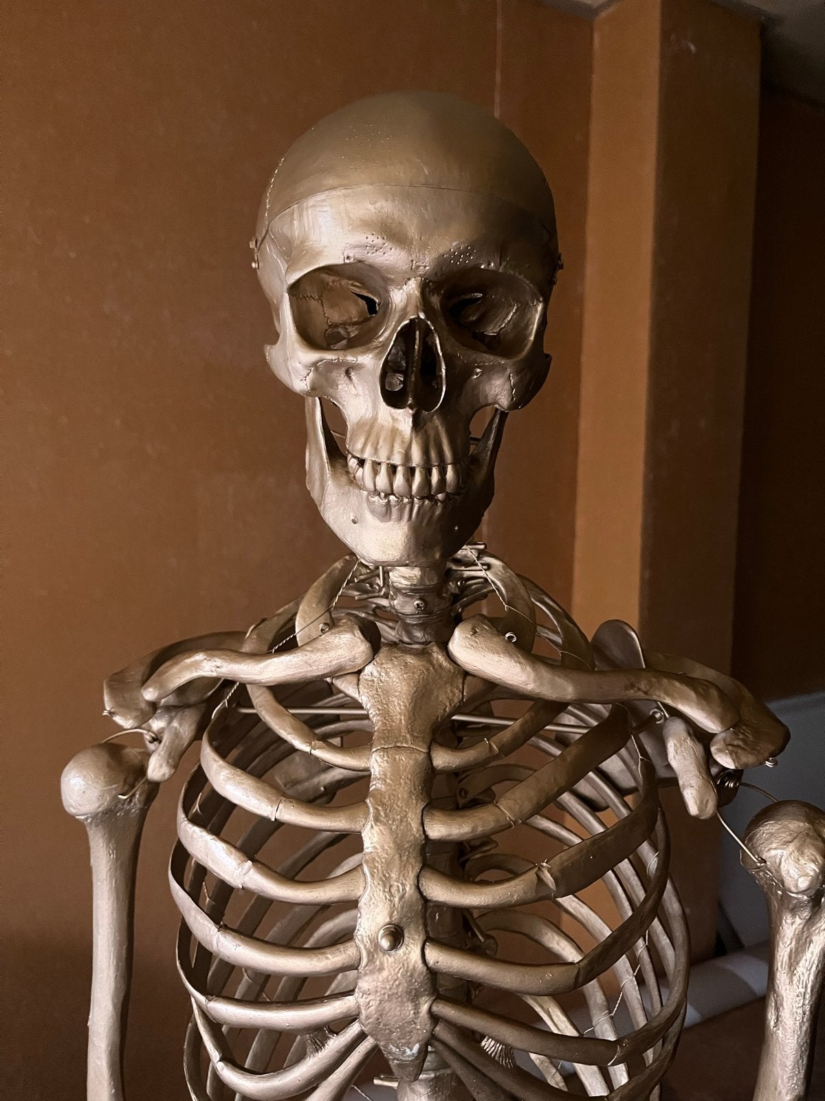 Anatomisch Skelet Goud Halloween Schedel Pop Griezel Horror, Ophalen of Verzenden, Zo goed als nieuw, Versiering, Halloween of Griezel