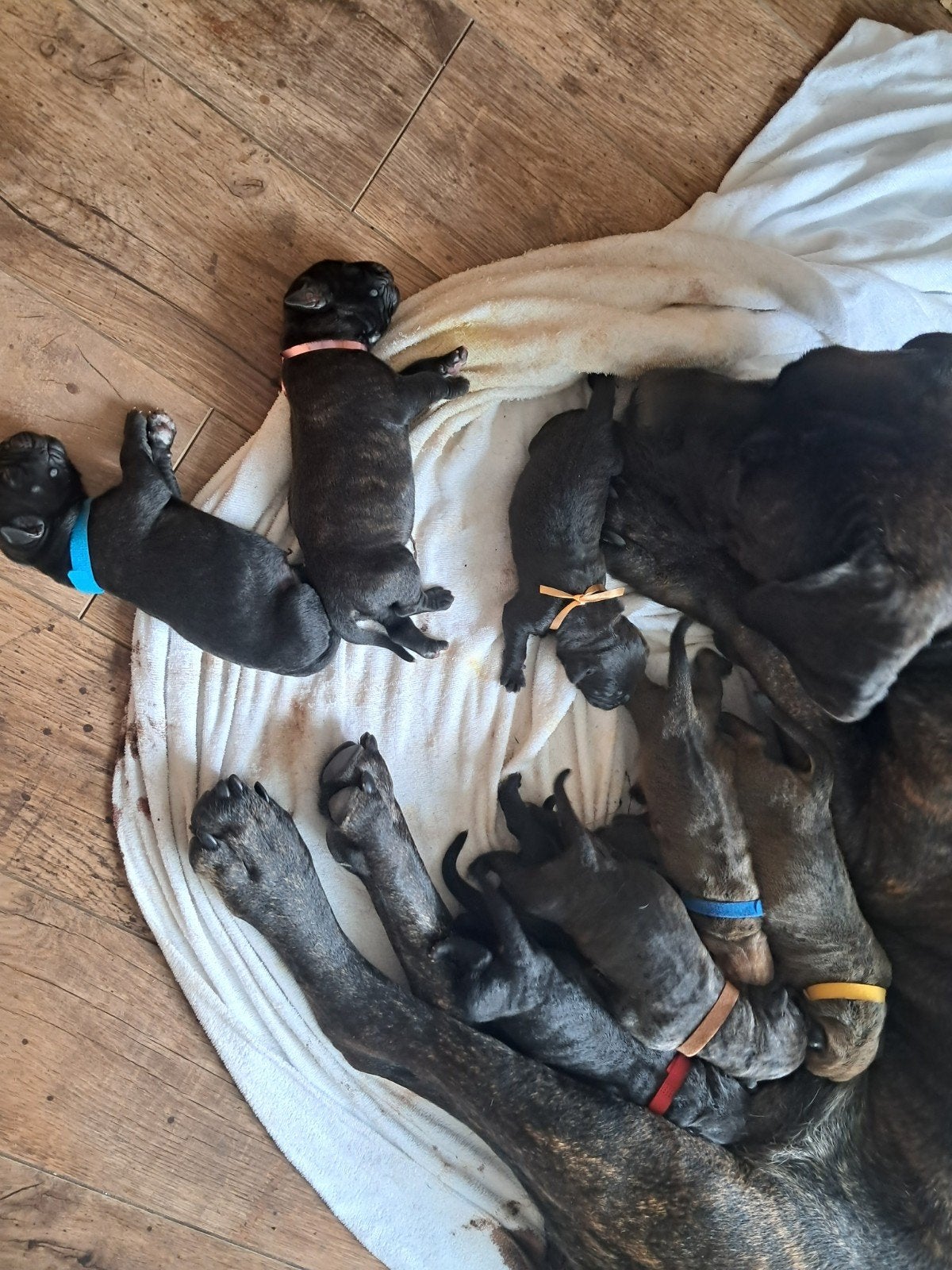 Cane Corso x Cane Corso/Bull Mastief pups, Dieren en Toebehoren, 8 tot 15 weken, Groot, Meerdere, Meerdere dieren