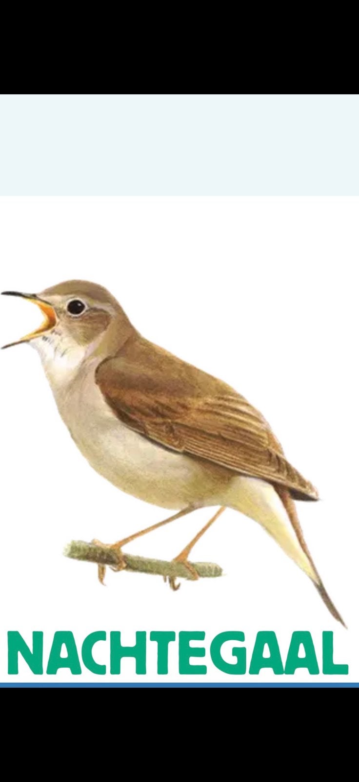 Gezocht Nachtegaal man gezocht, Dieren en Toebehoren, Mannelijk